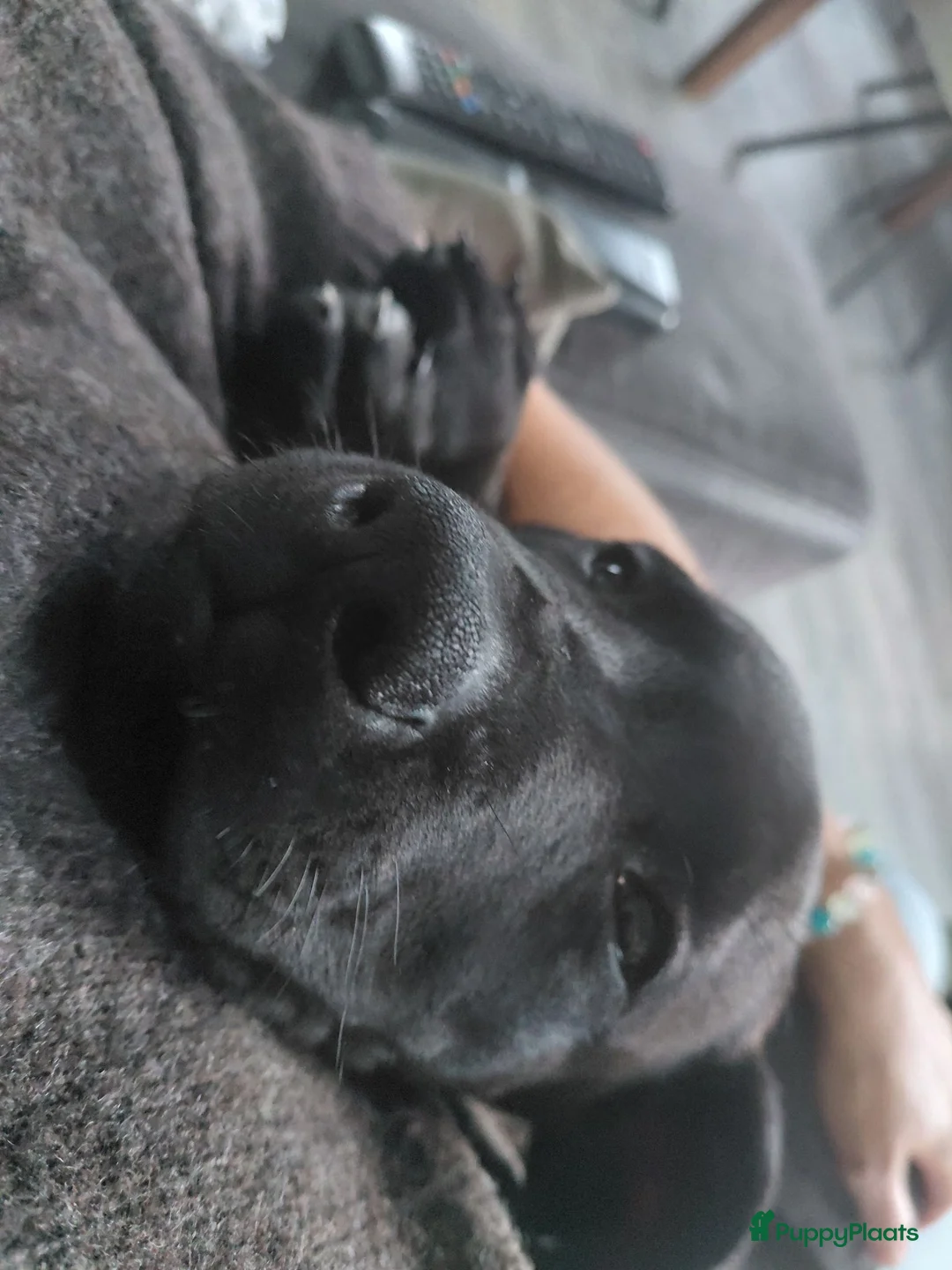 Kruising honden te koop: Rhodesian ridgeback (75%) x labrador (25%) - Advertentie 1