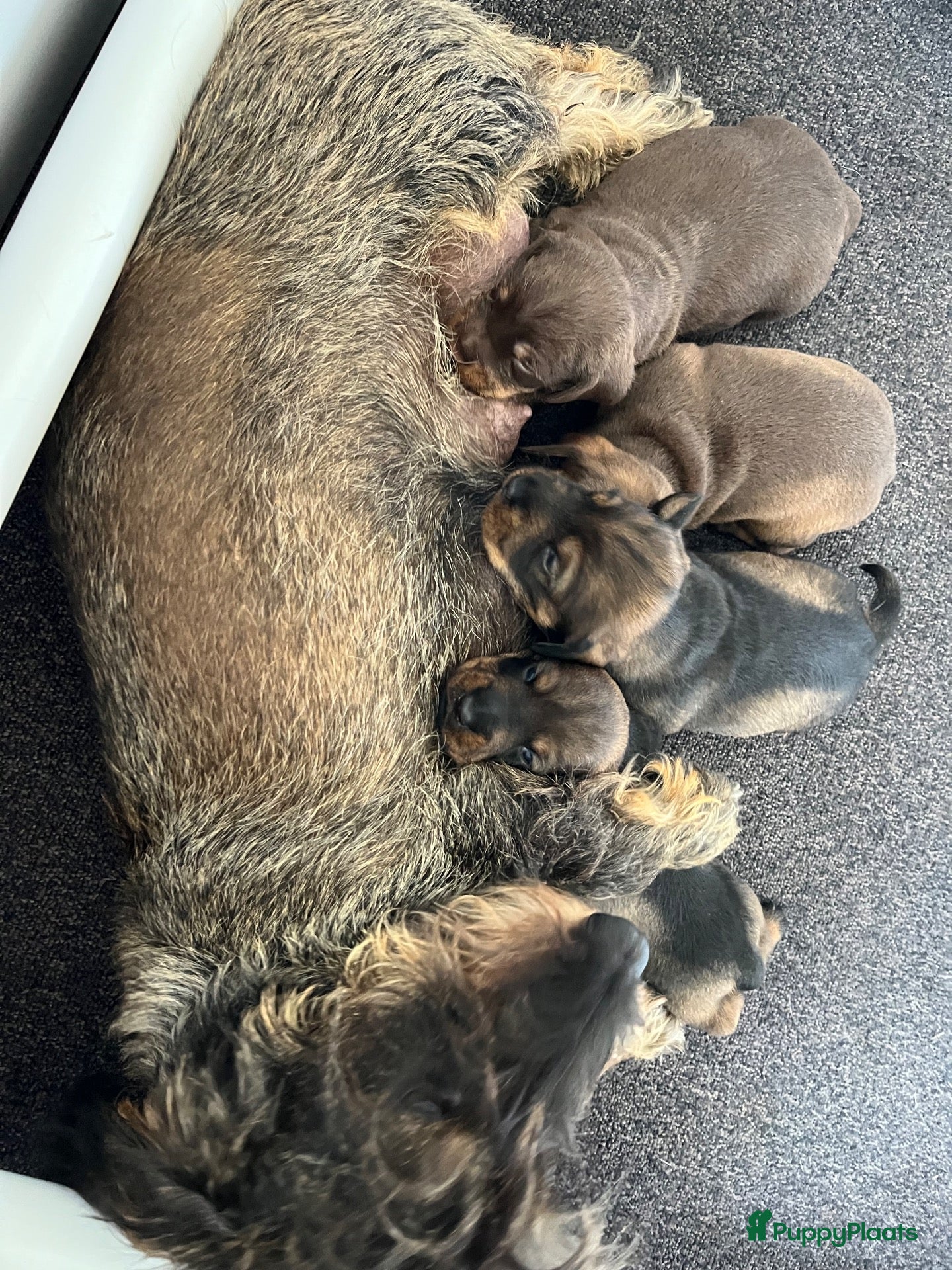 Ruwhaar Teckel honden Teckel ruwhaar standaard pups FCI-stamboom - Advertentie 15