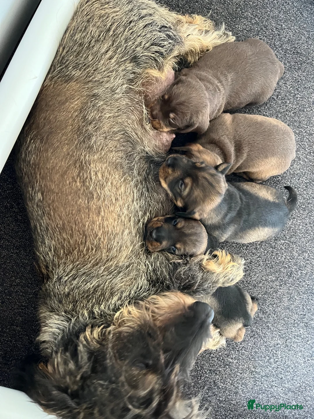 Ruwhaar Teckel honden te koop: Teckel ruwhaar standaard pups FCI-stamboom in Valkenswaard - Advertentie 1