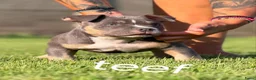 Amerikaanse Bully honden te koop: American bully pocket - Advertentie 3