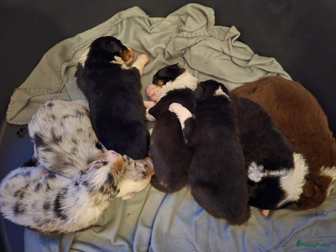 Australian Shepherd honden te koop: Australische Herder puppy's (zie foto's) - Advertentie 8
