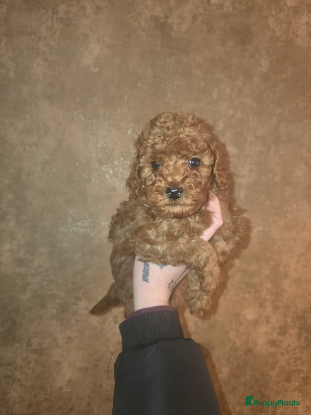 Poedel Toy honden te koop: Toy poedel pups - Advertentie 6