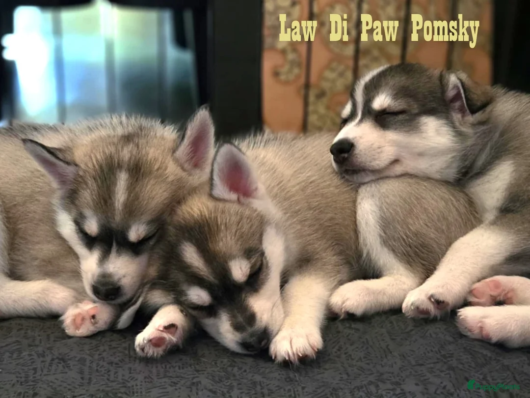 Pomsky honden te koop: Pomsky puppy’s F4+, 100% Amerikaanse bloedlijn - Advertentie 1