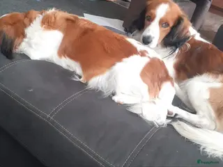 Kooikerhondje honden Schitterende kooikerhondje pups teefjes - Advertentie 2