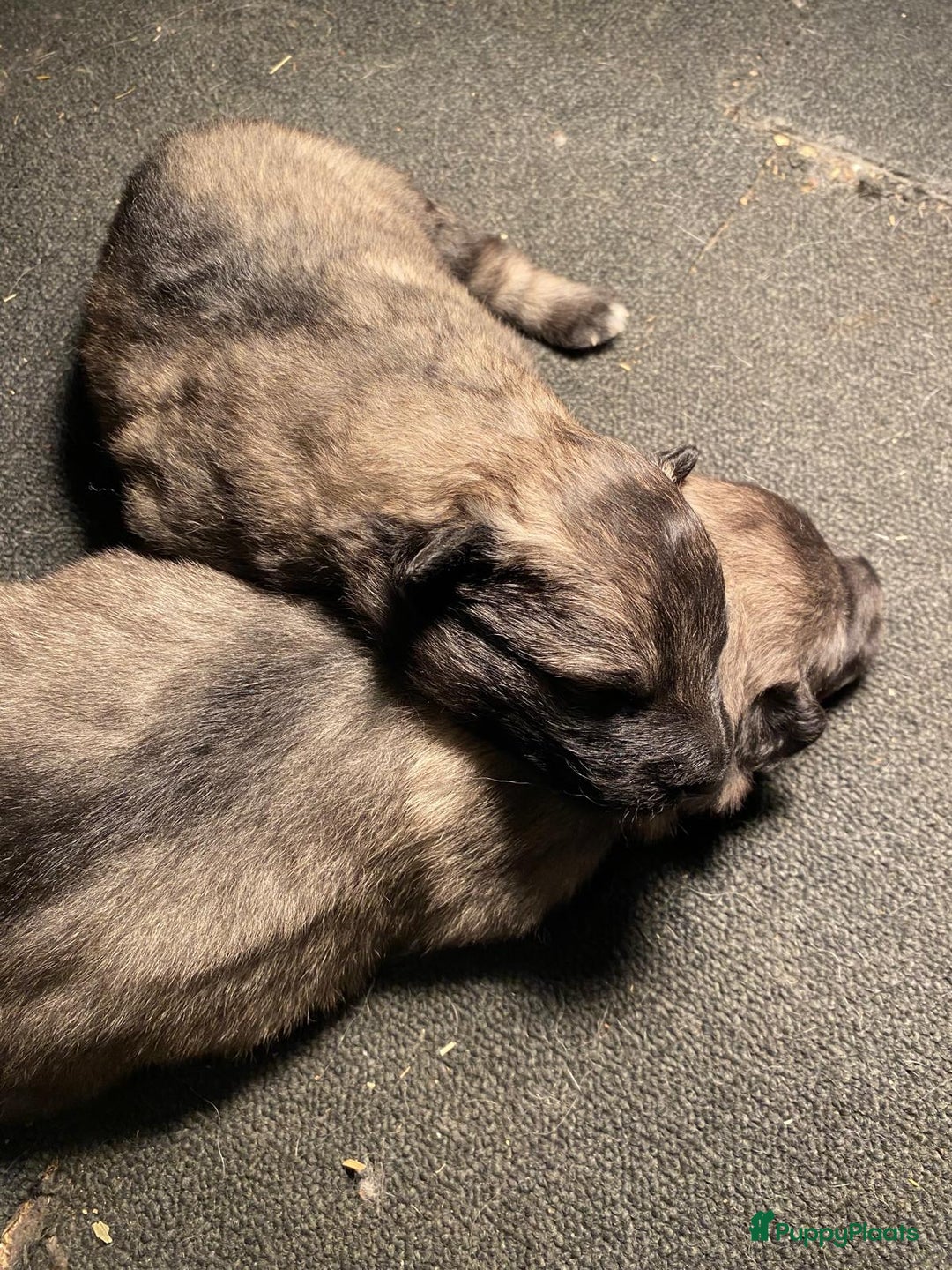 Keeshond honden te koop: Raszuivere blauwe /wolfsgrijze grote keeshond pups - Advertentie 8