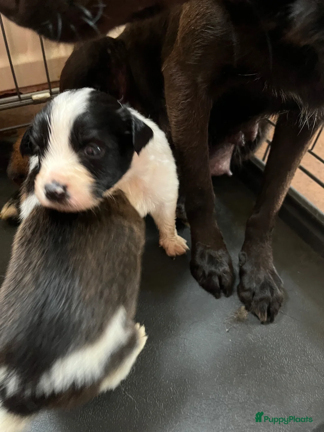 Kruising honden te koop: Prachtige kruising Markiesje/Kooiker pups! - Advertentie 1