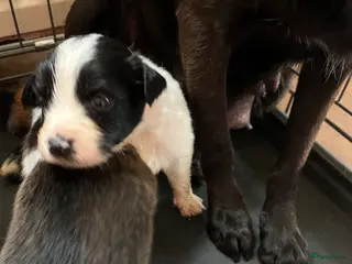 Kruising honden Prachtige kruising Markiesje/Kooiker pups! - Advertentie 1