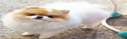 Pomeriaan honden te koop: Pomeriaan teefje  - Advertentie 4