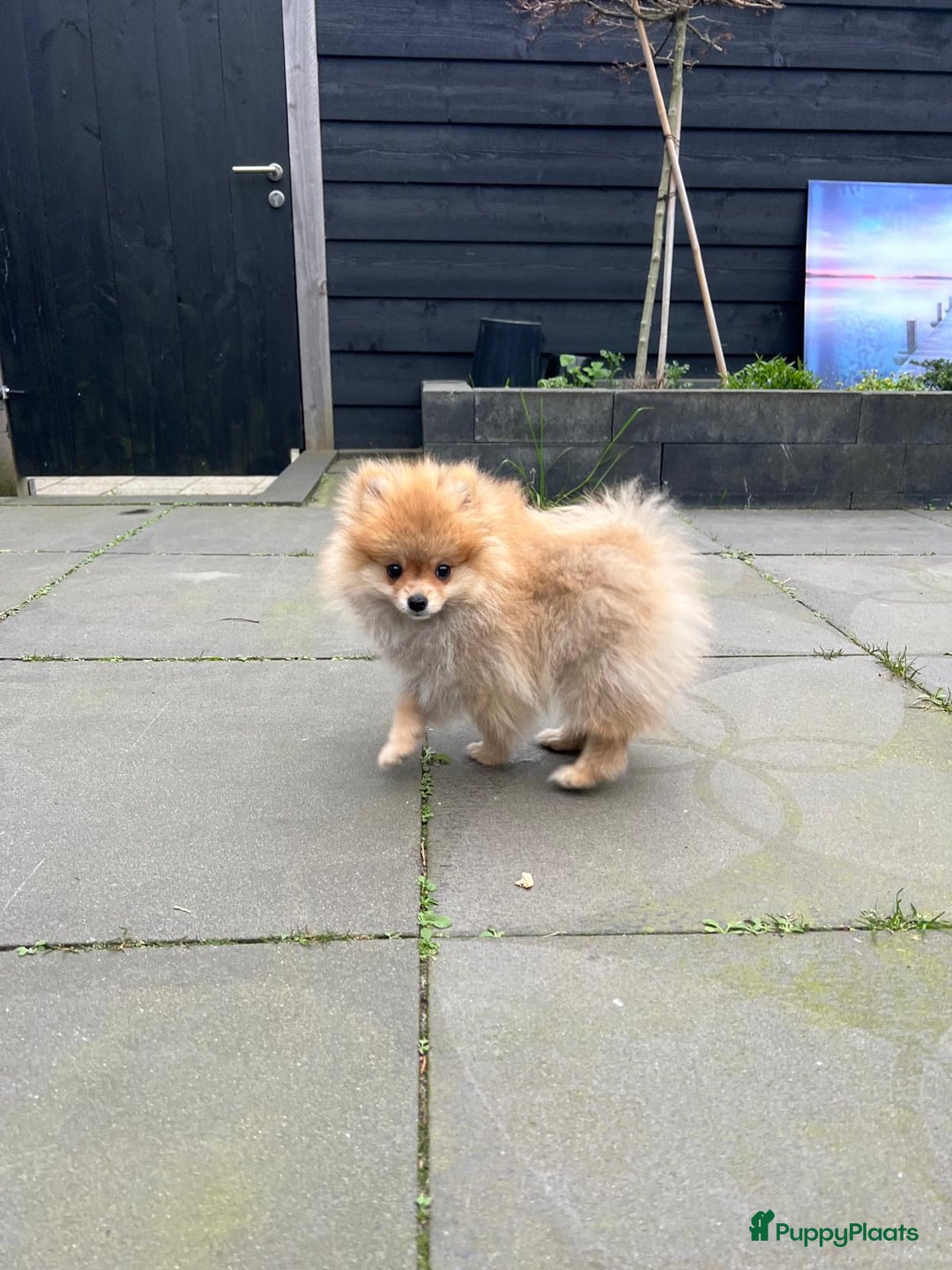 Pomeriaan honden te koop: Schattige Pomeranian reu pup – 3 maanden - Advertentie 3