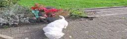 Maltezer honden te koop: Maltezer reutje. Rasecht. 1 jaar - Advertentie 4
