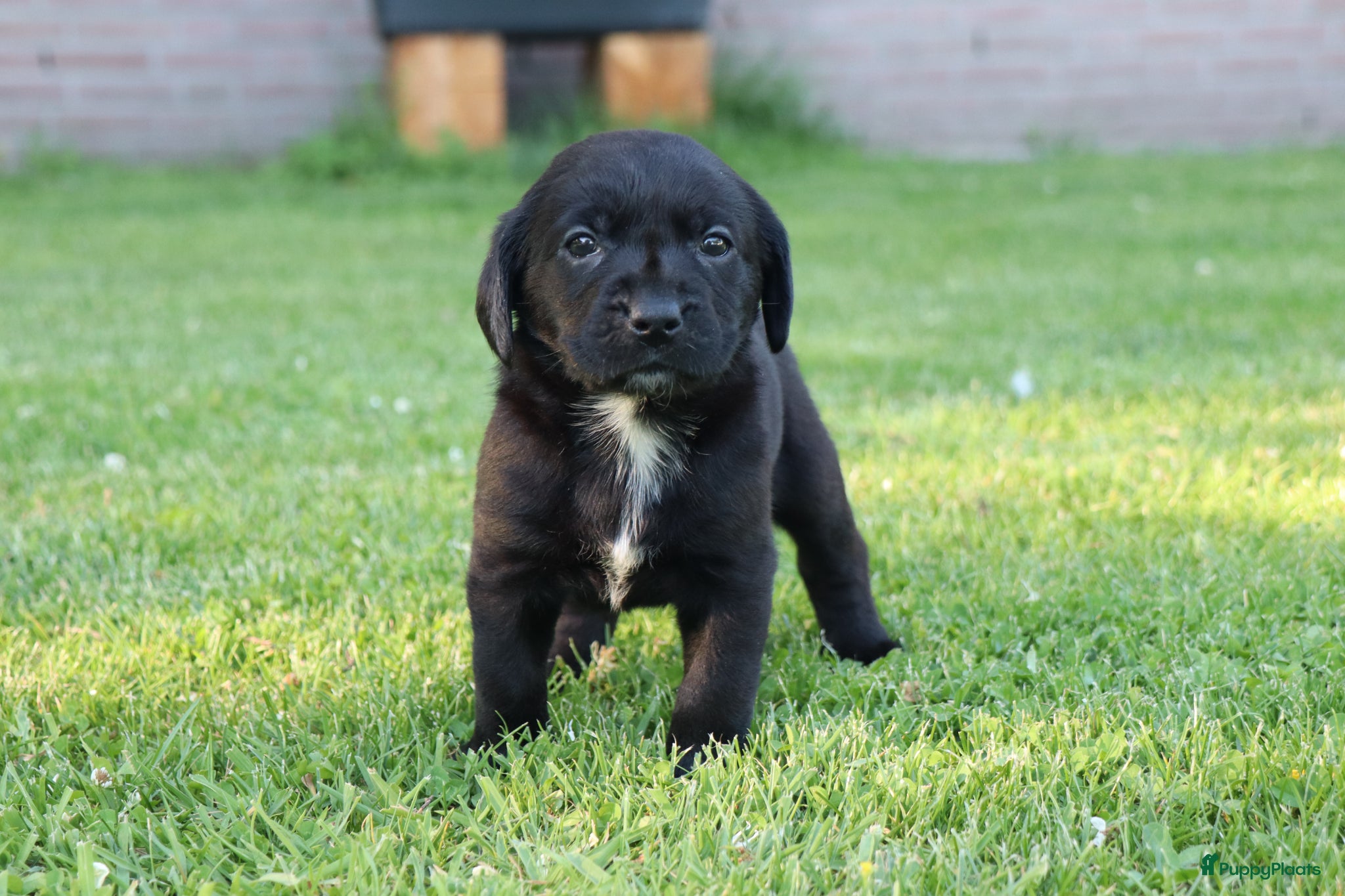 Kruising honden te koop: Prachtige labradorpups kruising  in Someren - Advertentie 3