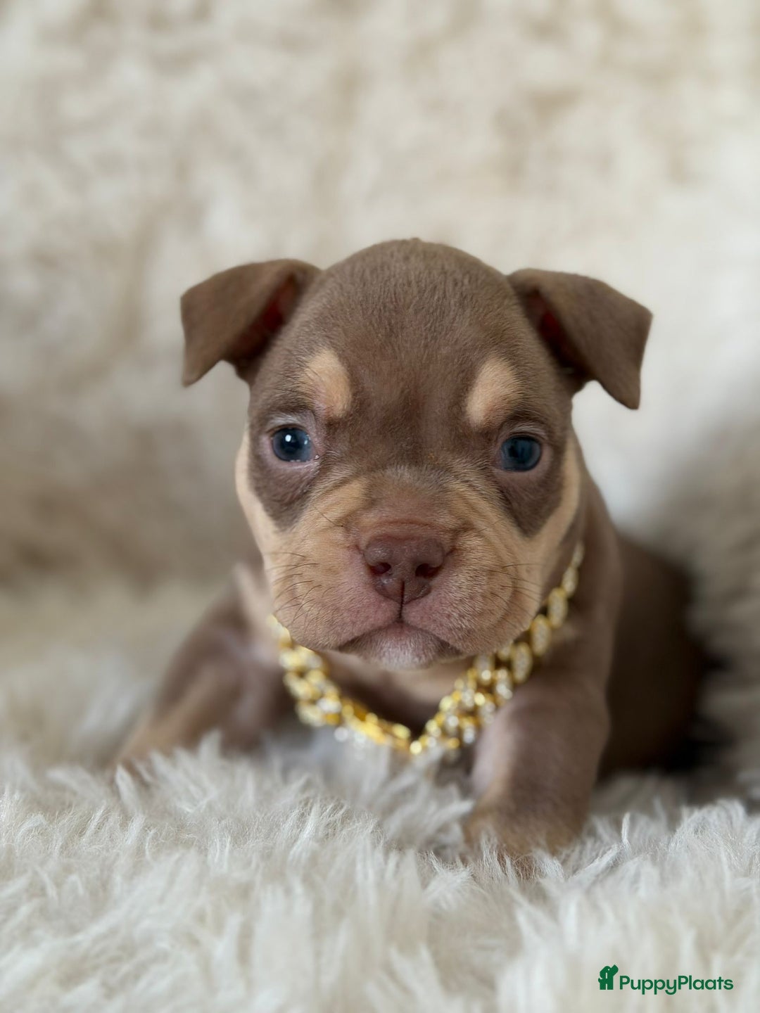 Amerikaanse Bully honden te koop: American Bully micro/pocket  - Advertentie 10
