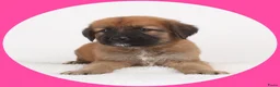 Kruising honden te koop: 9 pups Oudduitse herder x Golden retriever in Oosterbeek - Advertentie 10