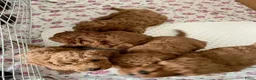 Poedel Toy honden te koop: Toy Poedel pups - Advertentie 5