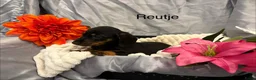 Teckel (korthaar)  honden te koop: Teckel pups - Advertentie 5