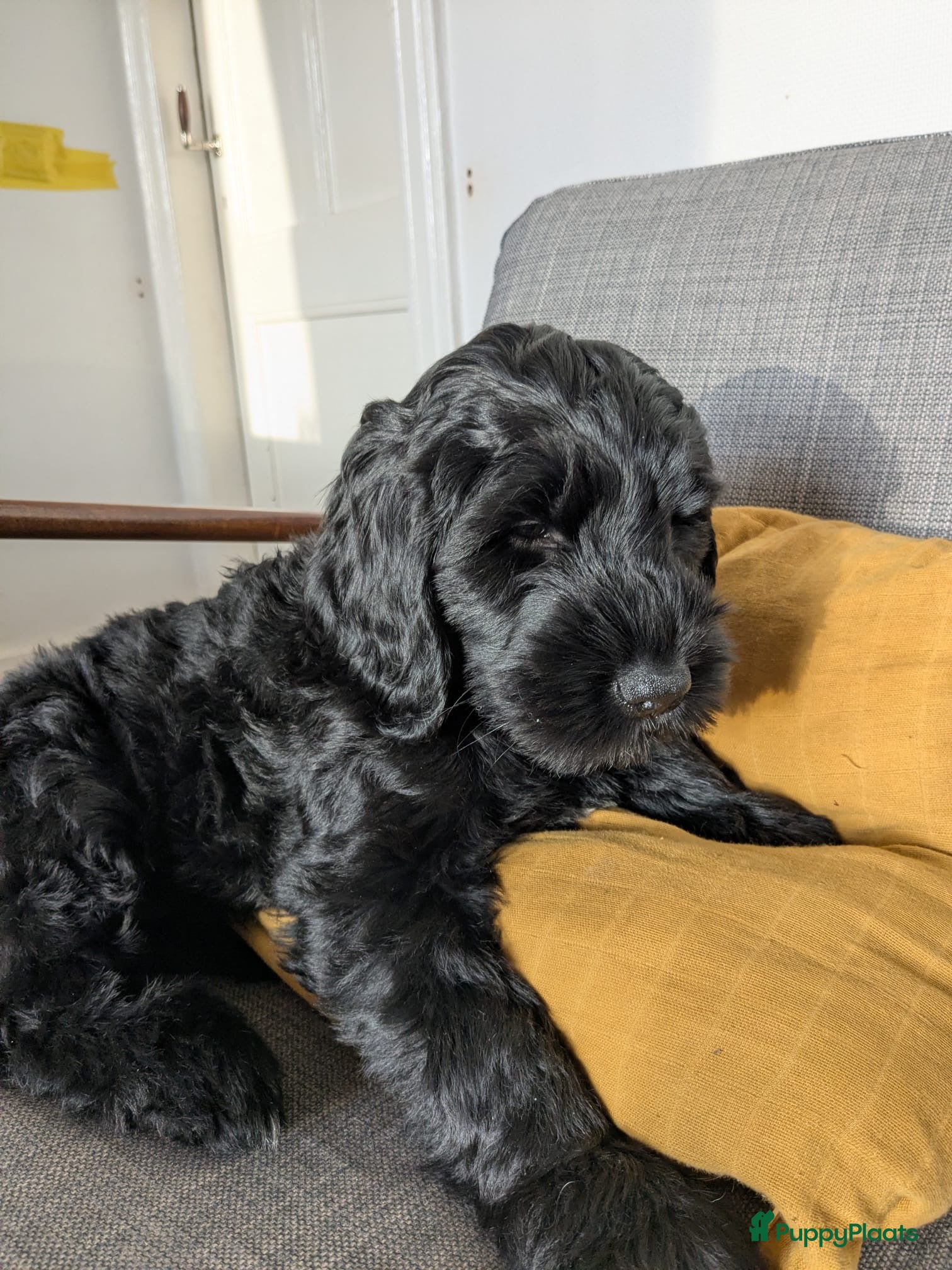 Labradoodle honden Lieve mooie pup labradoodle medium - Advertentie 1