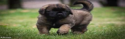 Leonberger honden te koop: Leonberger pups met stamboom  - Advertentie 6