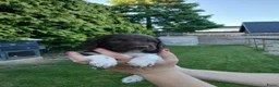 Heidewachtel honden te koop: Heidewachtel pups, nog 1 reutje beschikbaar  - Advertentie 4
