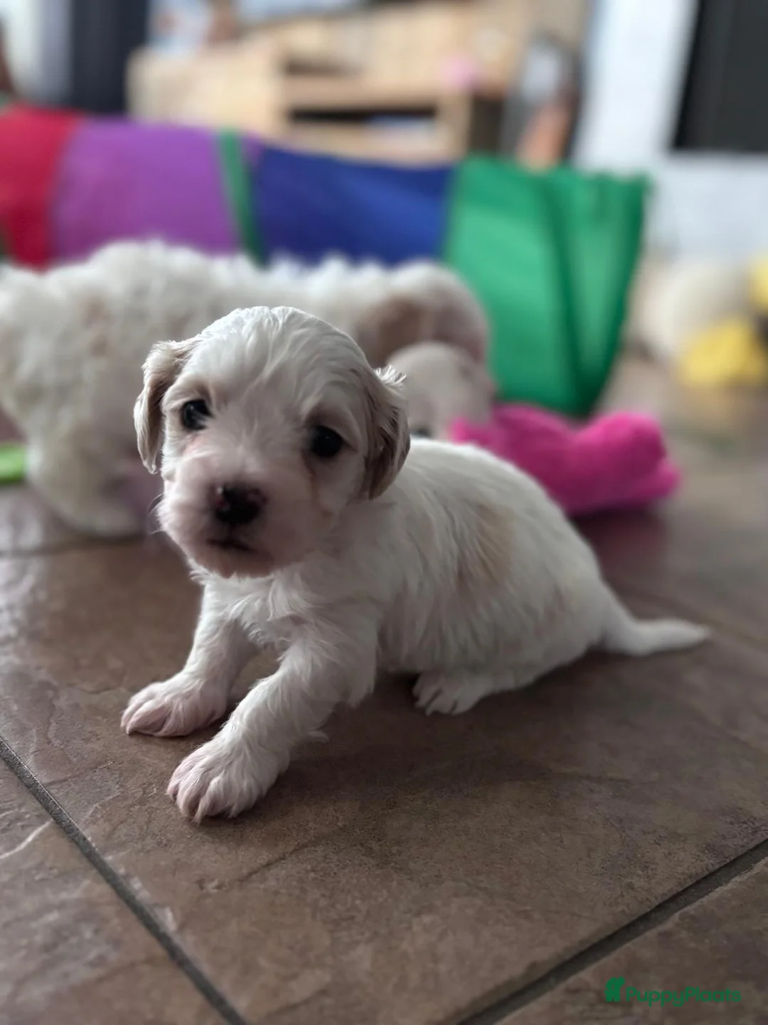 Kruising honden te koop: Maltipoo x Shih Tzu pups - Advertentie 8