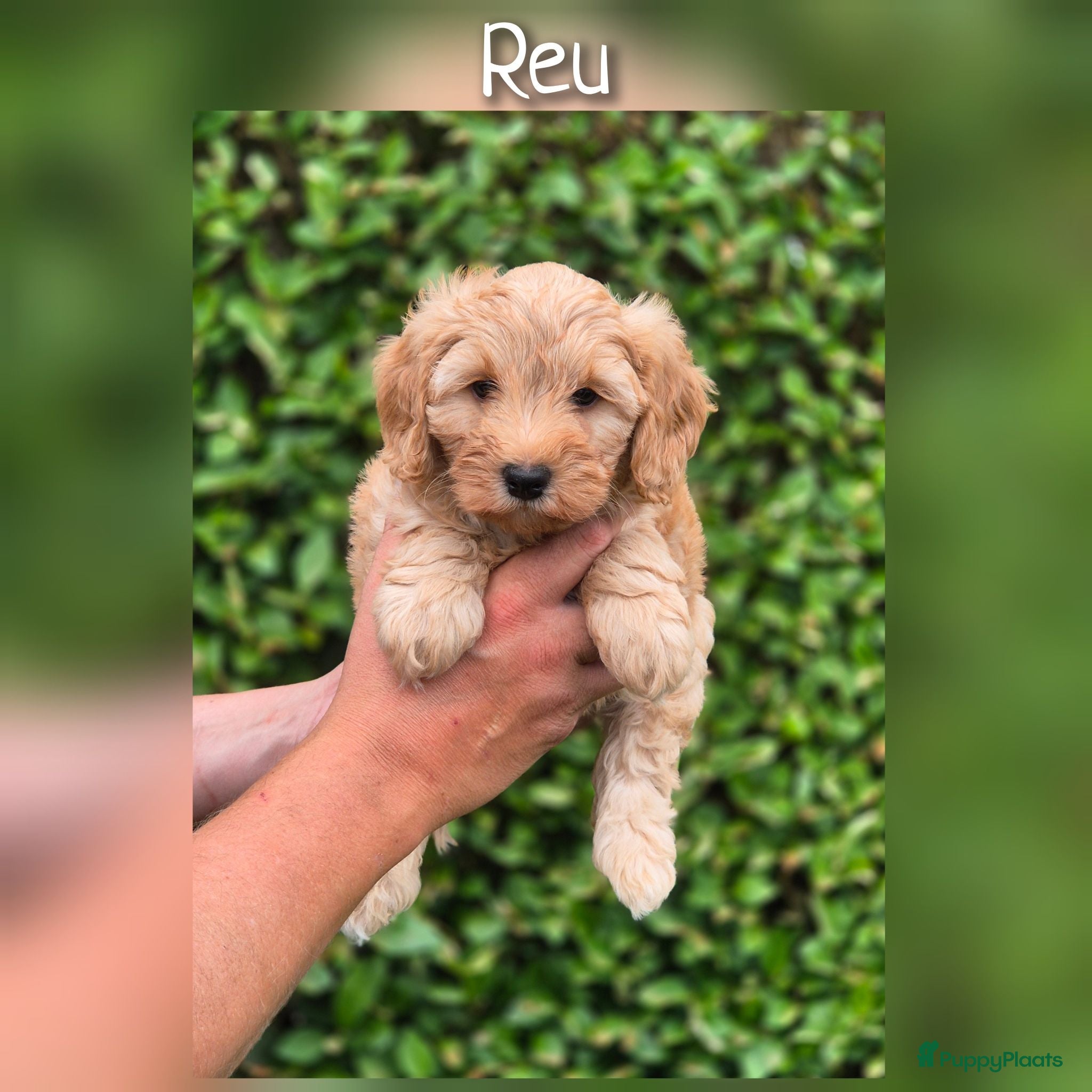 Maltipoo honden Prachtige Maltipoo pups beschikbaar  - Advertentie 1