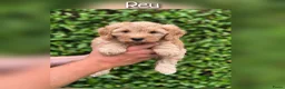 Maltipoo honden te koop: Prachtige Maltipoo pups beschikbaar  - Advertentie 1