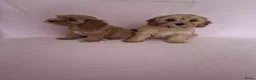 Cavapoo honden te koop: cavapoo puppen beschikbaar - Advertentie 5