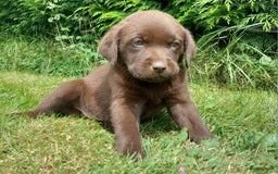 Labrador Retriever honden te koop: Chocolade labrador pups in Maastricht - Afbeelding 1