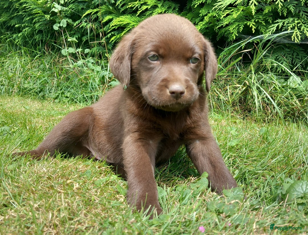 Labrador Retriever honden te koop: Chocolade labrador pups in Maastricht - Afbeelding 1