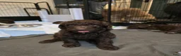 Kruising honden te koop: Labradoodle X Aussiedoodle  - Advertentie 1