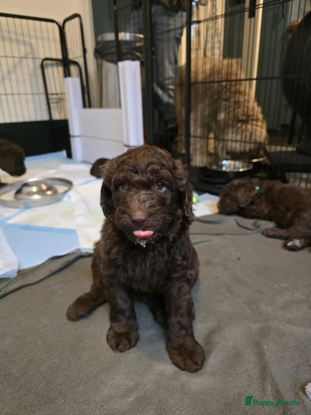 Kruising honden te koop: Labradoodle X Aussiedoodle  - Advertentie 1