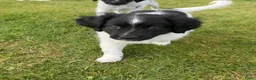 Friese Stabij honden te koop: Friese stabij reutje  - Advertentie 4