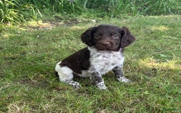 Heidewachtel honden te koop: Prachtige HeideDoodle pups in Mierlo - Afbeelding 1