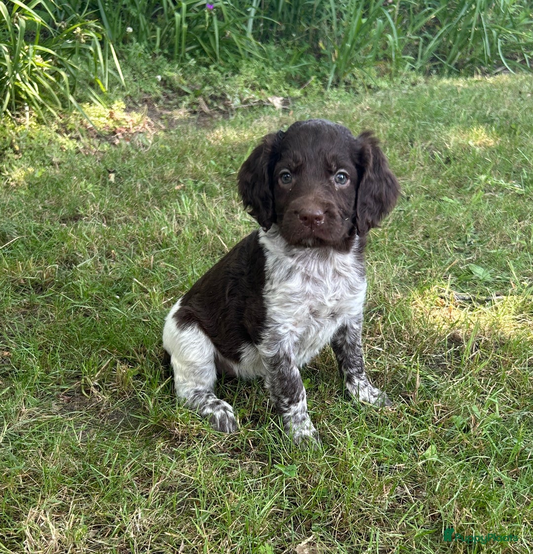 Heidewachtel honden te koop: Prachtige HeideDoodle pups in Mierlo - Afbeelding 1