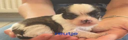 Boomer honden te koop: Nog 4 prachtige boomer reutjes beschikbaar  - Advertentie 4