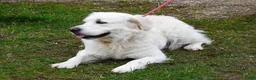 Golden Retriever honden te koop: Prachtige Golden Retriever pups - Advertentie 1
