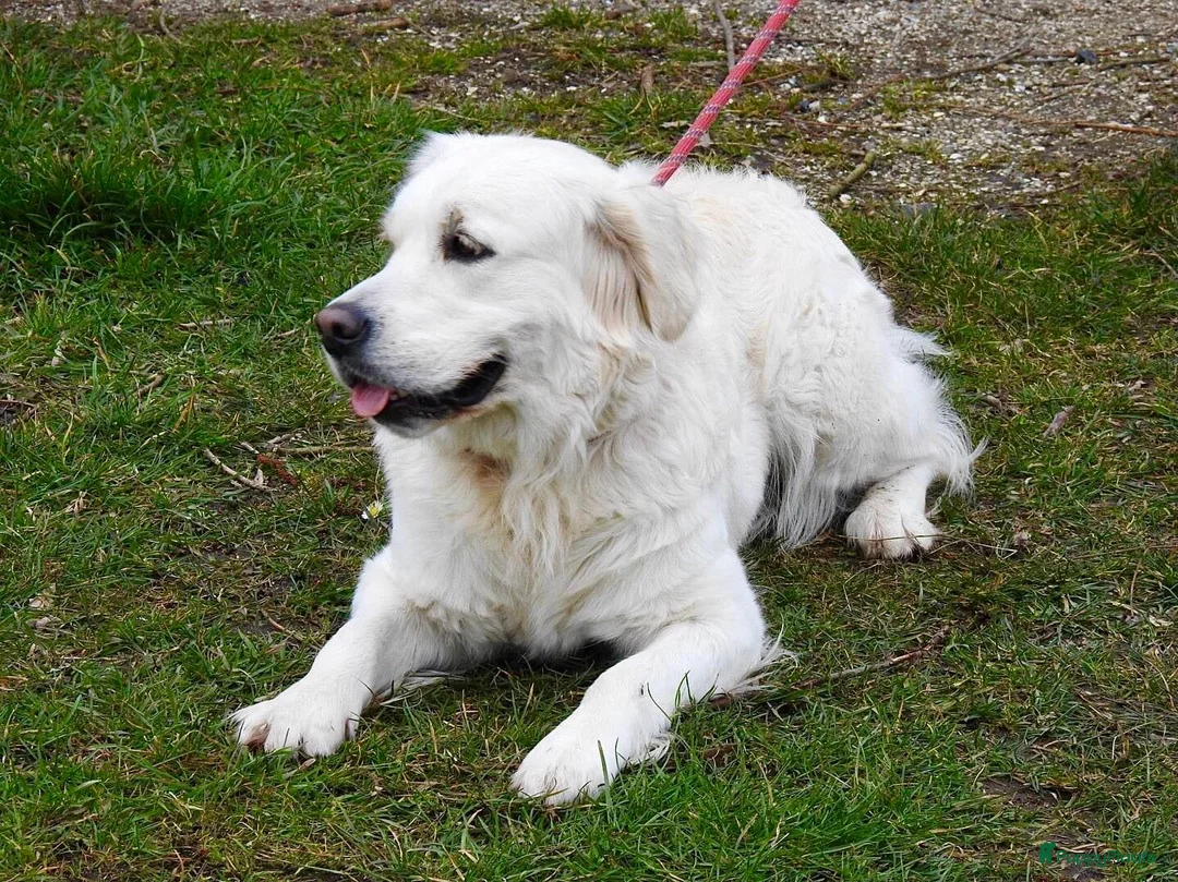 Golden Retriever honden te koop: Prachtige Golden Retriever pups - Advertentie 1