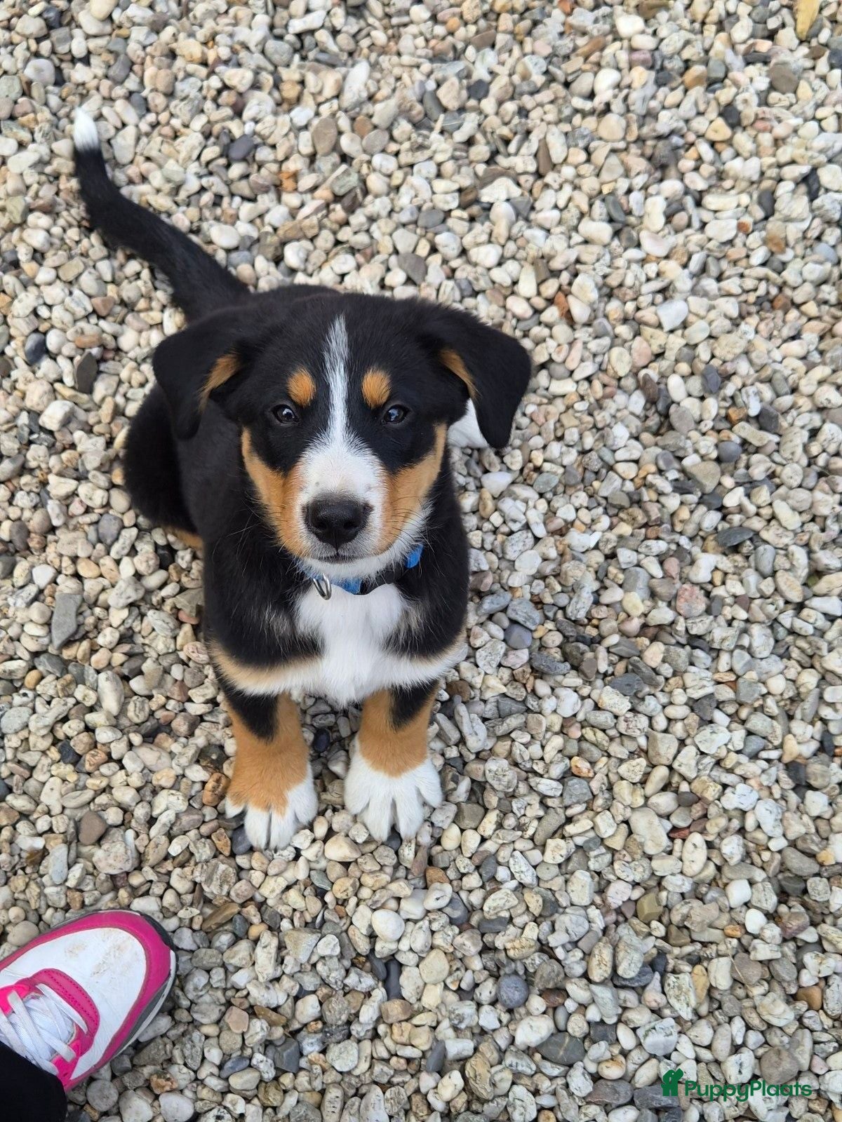 Berner Sennenhond honden Prachtige Bernersennen pups  - Advertentie 2