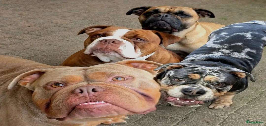 Galerij afbeelding {{count}}