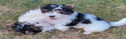 Biewer Terrier honden te koop: PuppyBiewer💗 - Advertentie 6
