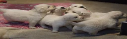 Golden Retriever honden te koop: Golden Retriever Pups met Stamboom. - Advertentie 19