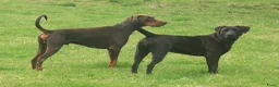 Kruising honden te koop: Pups kruising Dobermann x Rottweiler/Weimaraner in Terwolde - Advertentie 8