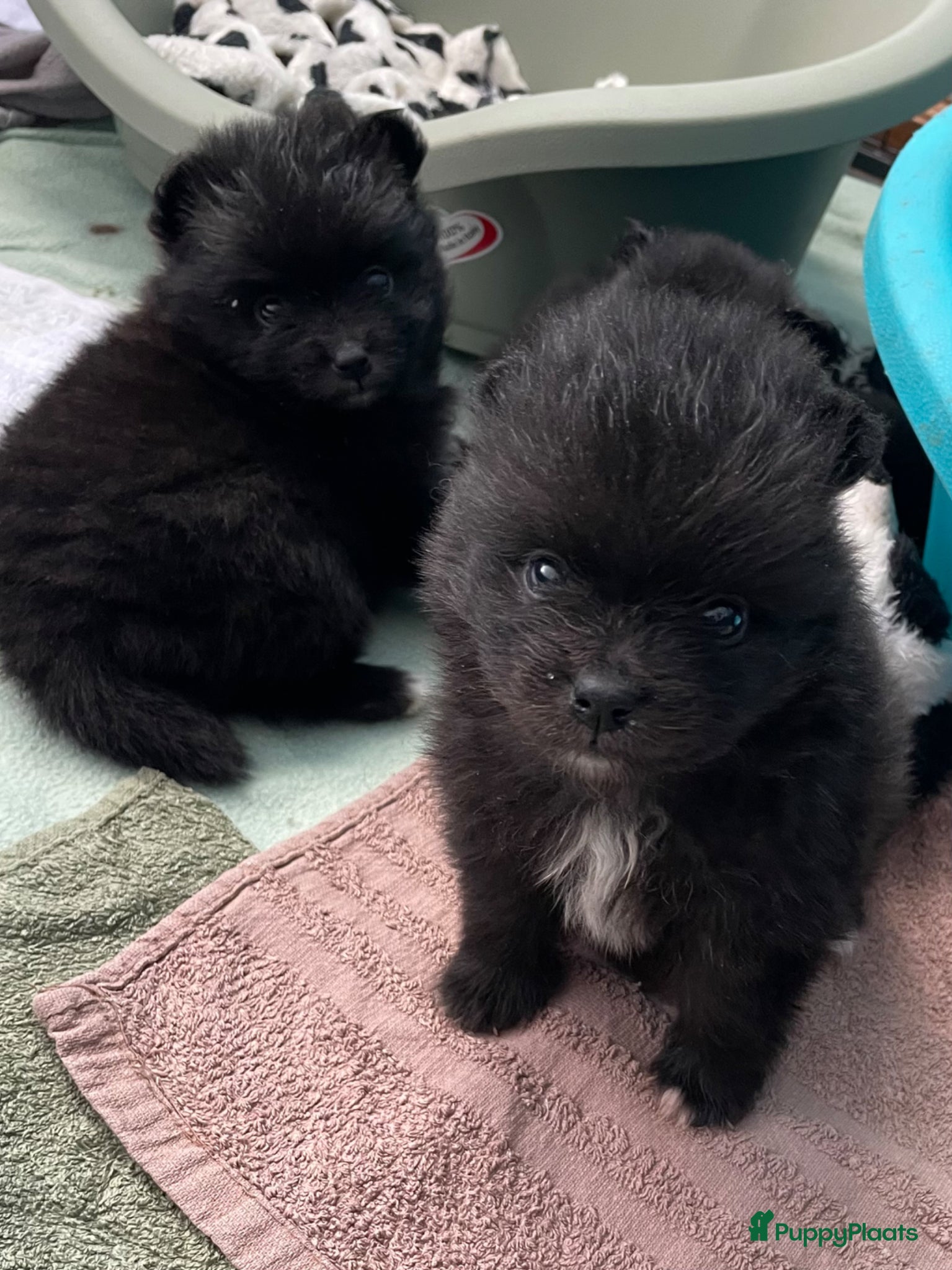 Pomeriaan honden 5 Prachtige Pomeriaan/dwergkees pups.🩵🩷 - Advertentie 3