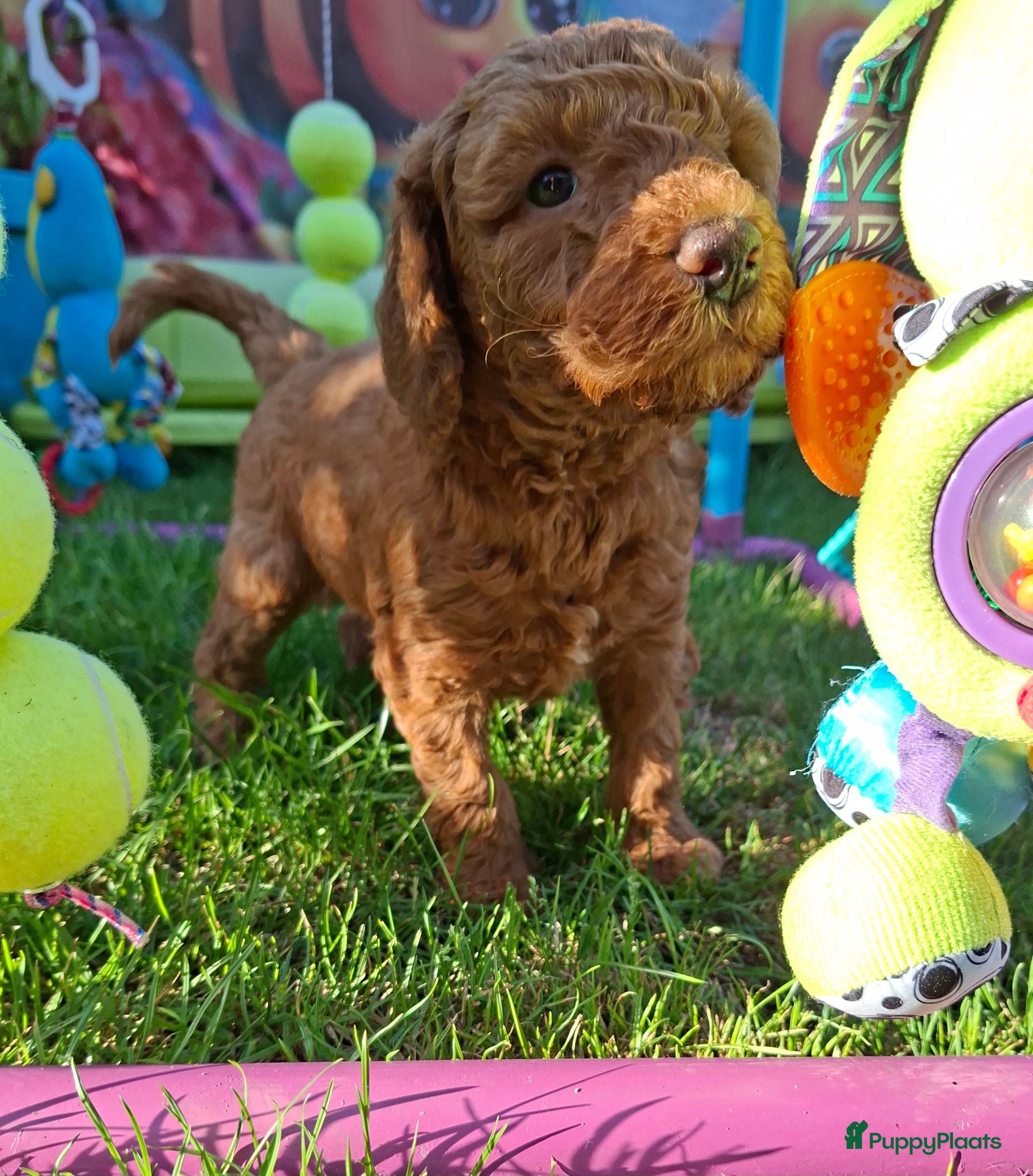 Australian Labradoodle honden Medium Australian Labradoodles  - Advertentie 2