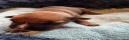 Amerikaanse Bully honden te koop: americanbully xl pup's  - Advertentie 38