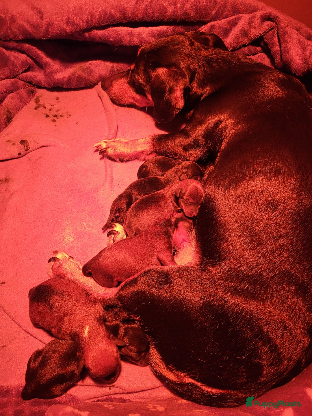 Jack Russel Terriër honden te koop: Black en tan  broertjes zoeken nog een warm mandje - Advertentie 11