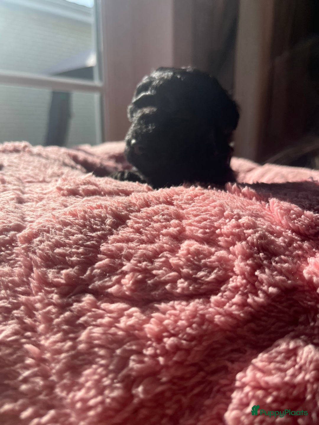 Poedel Toy honden te koop: Toy poedel pups  in Oss - Afbeelding 8