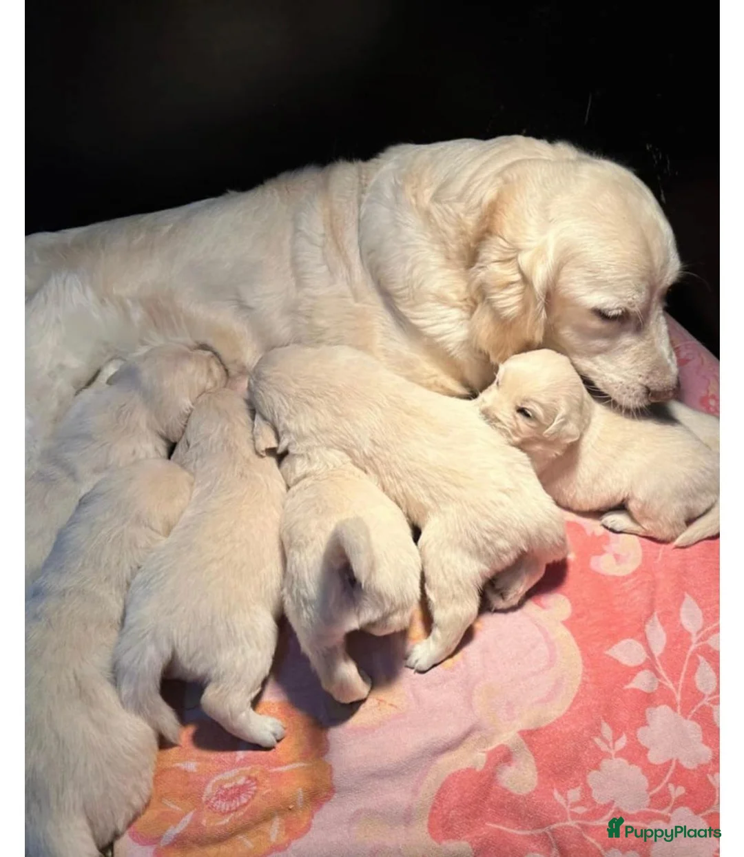 Golden Retriever honden te koop: 4 months old Golden Retriever - Advertentie 8