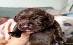 Labrador Retriever honden te koop: Labrador pups uit verantwoorde combinatie - Afbeelding 8