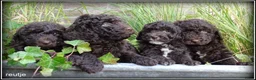 Labradoodle honden te koop: Labradoodle mini +/- 40 cm Mogen het nest verlaten - Advertentie 11