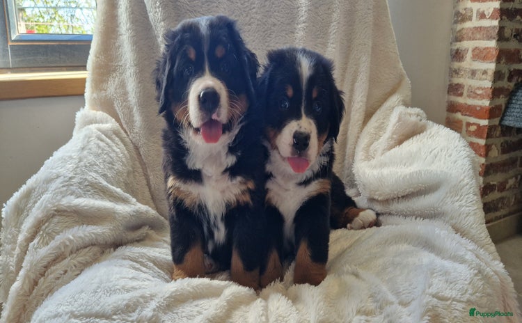 Berner Sennenhond honden - Advertentie 8